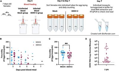 Dengue Virus-2 Infection Affects Fecundity and Elicits Specific Transcriptional Changes in the Ovaries of Aedes aegypti Mosquitoes